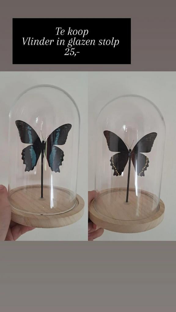 Blauw zwarte vlinder in stolp, Verzamelen, Dierenverzamelingen, Ophalen of Verzenden, Nieuw, Insect, Opgezet dier