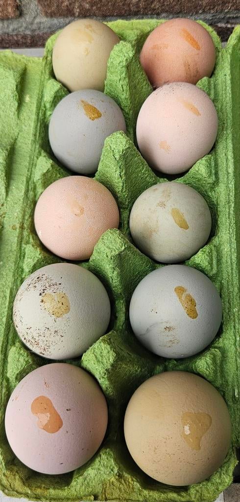 Broedeieren met bloomlaag, Dieren en Toebehoren, Pluimvee, Geslacht onbekend, Kip