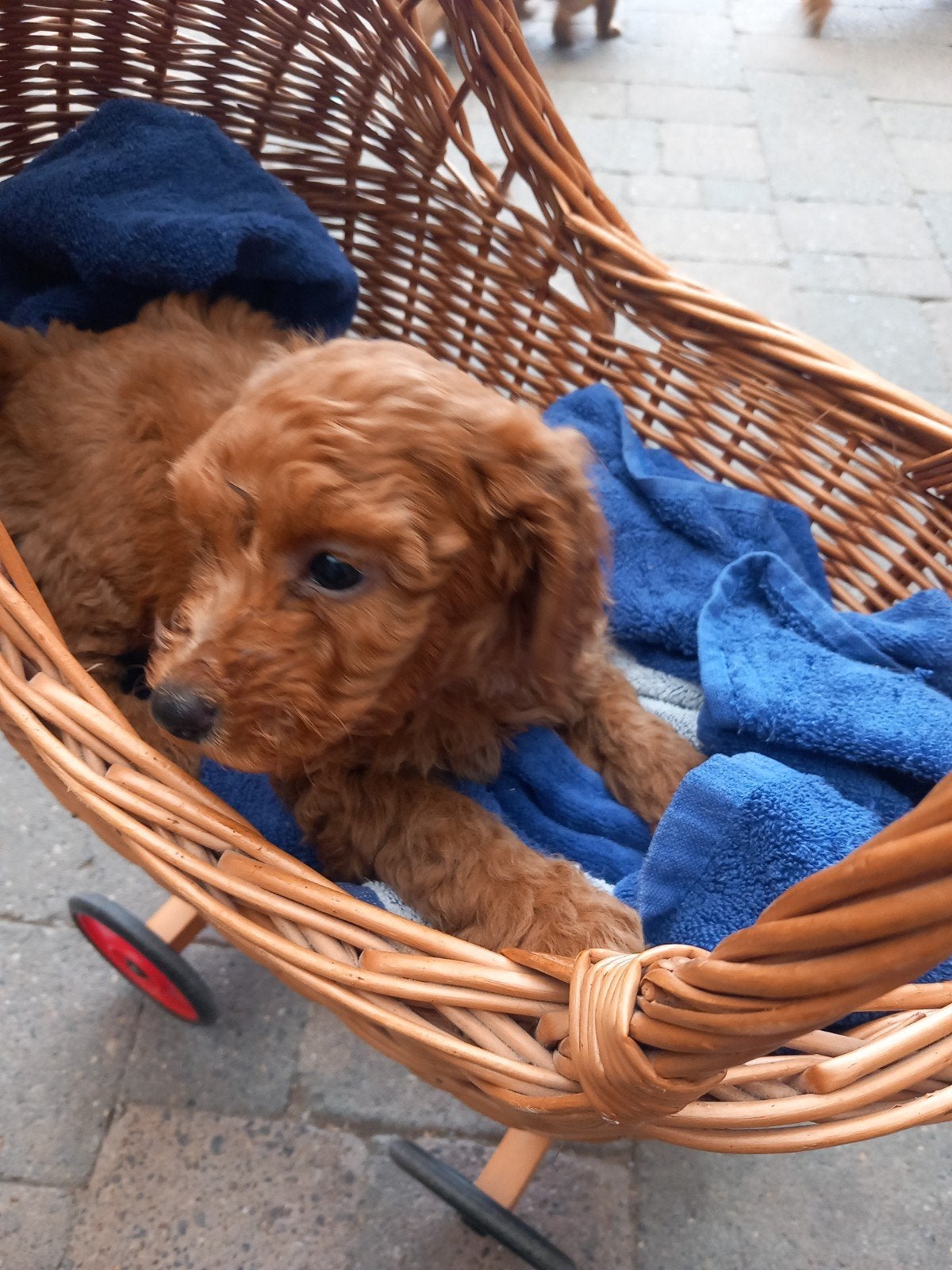 Mooie speelse maltipoo pups, Overige rassen, 8 tot 15 weken, Meerdere, Meerdere dieren