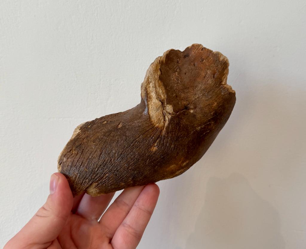 Baby mammoet kaak fossiel noordzee, Verzamelen, Mineralen en Fossielen, Ophalen of Verzenden, Fossiel