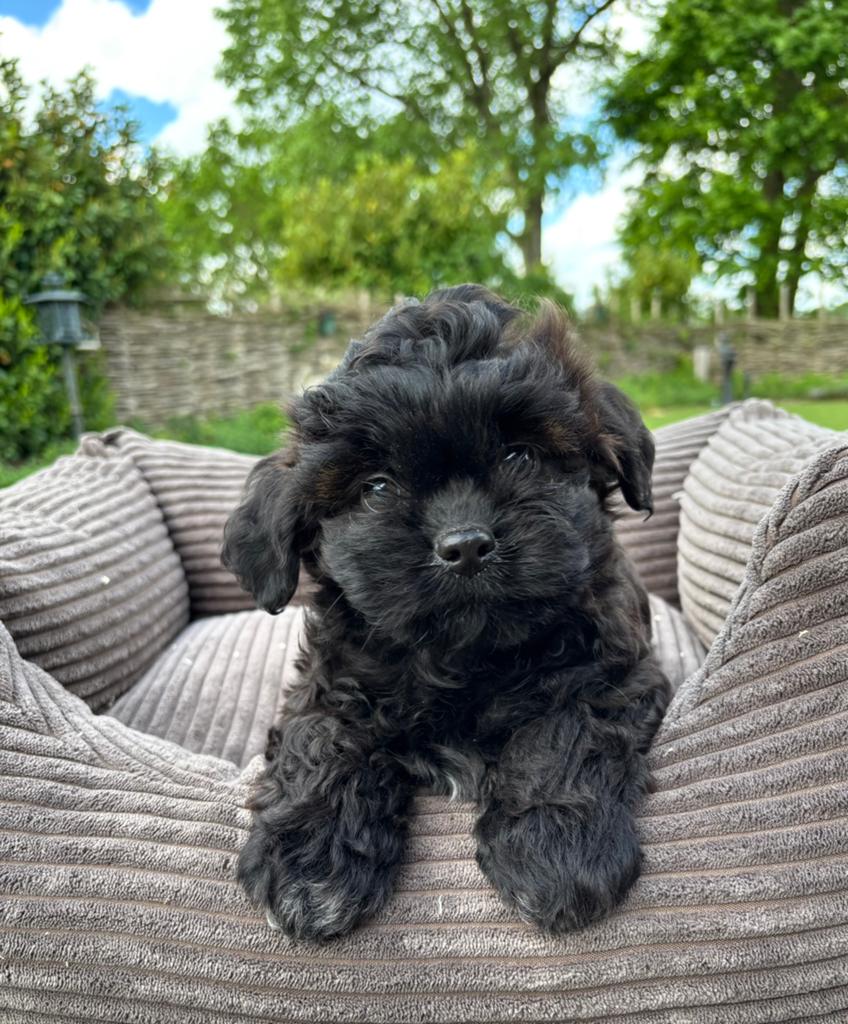 Boomer x doodle mini pups, Nederland, Overige rassen, 8 tot 15 weken, Meerdere