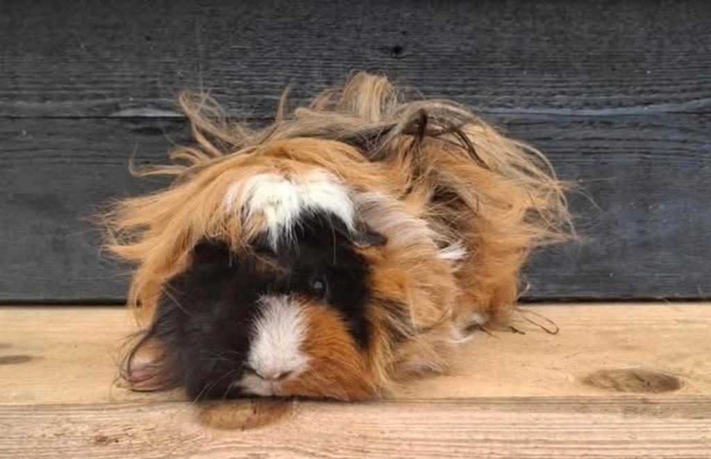 Gezocht lunkarya beertje, Dieren en Toebehoren, Knaagdieren, Mei, Mannelijk, Cavia