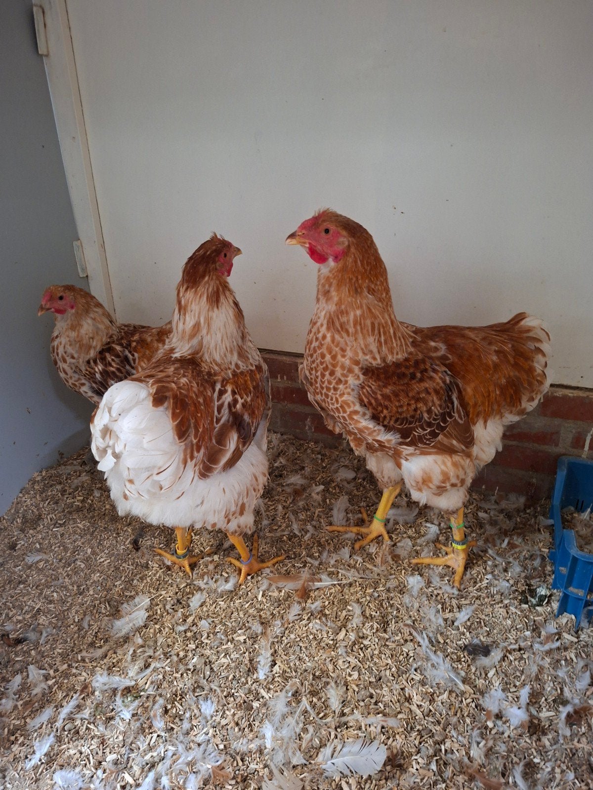 te  koop  wyandotte groot, Mannelijk, Kip
