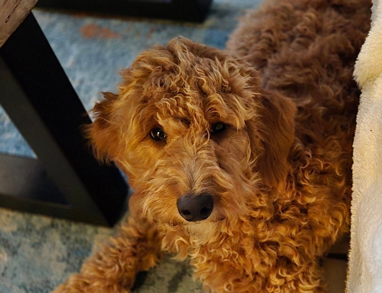 1 jaar oude medium klein Labradoodle Saartje, HCC (leverziekte), Overige rassen, 1 tot 2 jaar, Teef