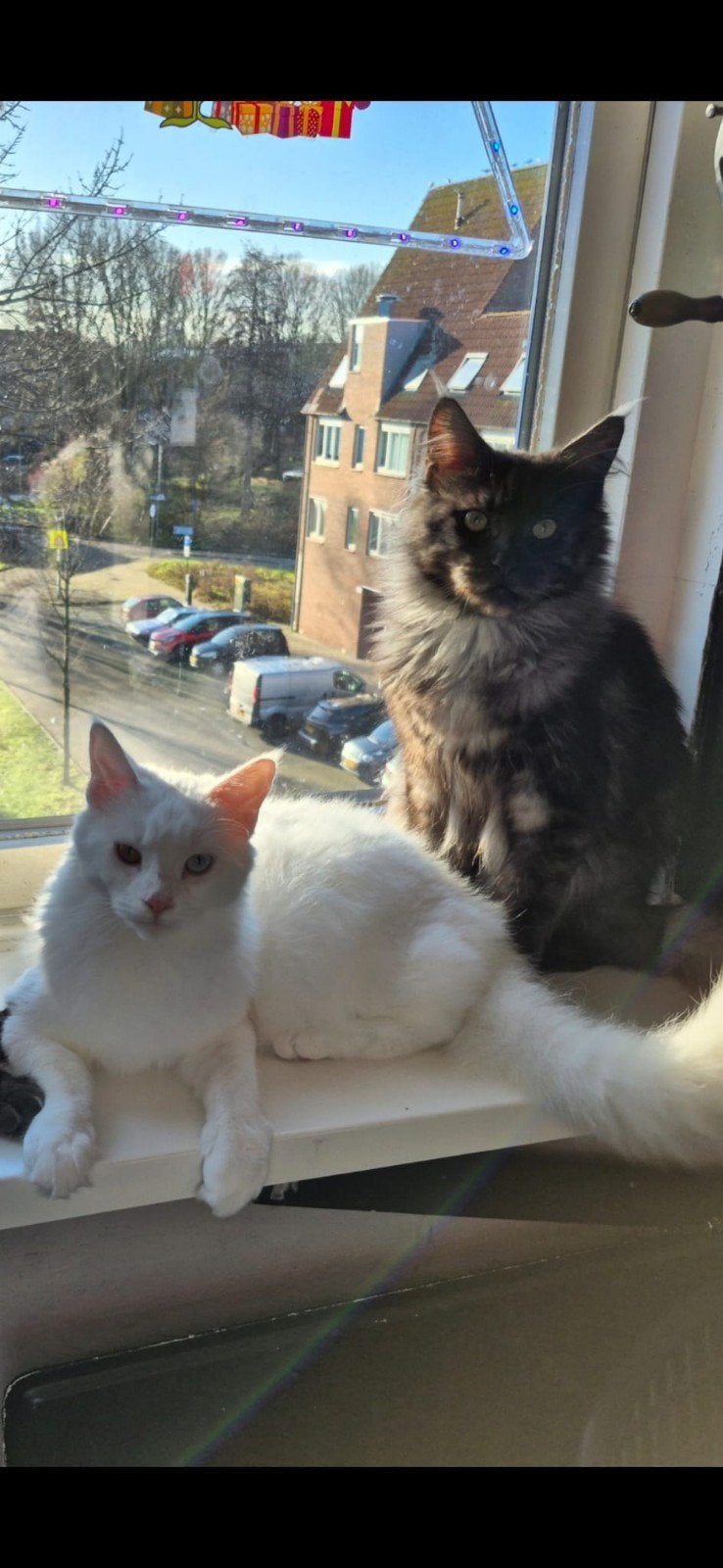 twee lieve maine coons, Meerdere dieren, 0 tot 2 jaar