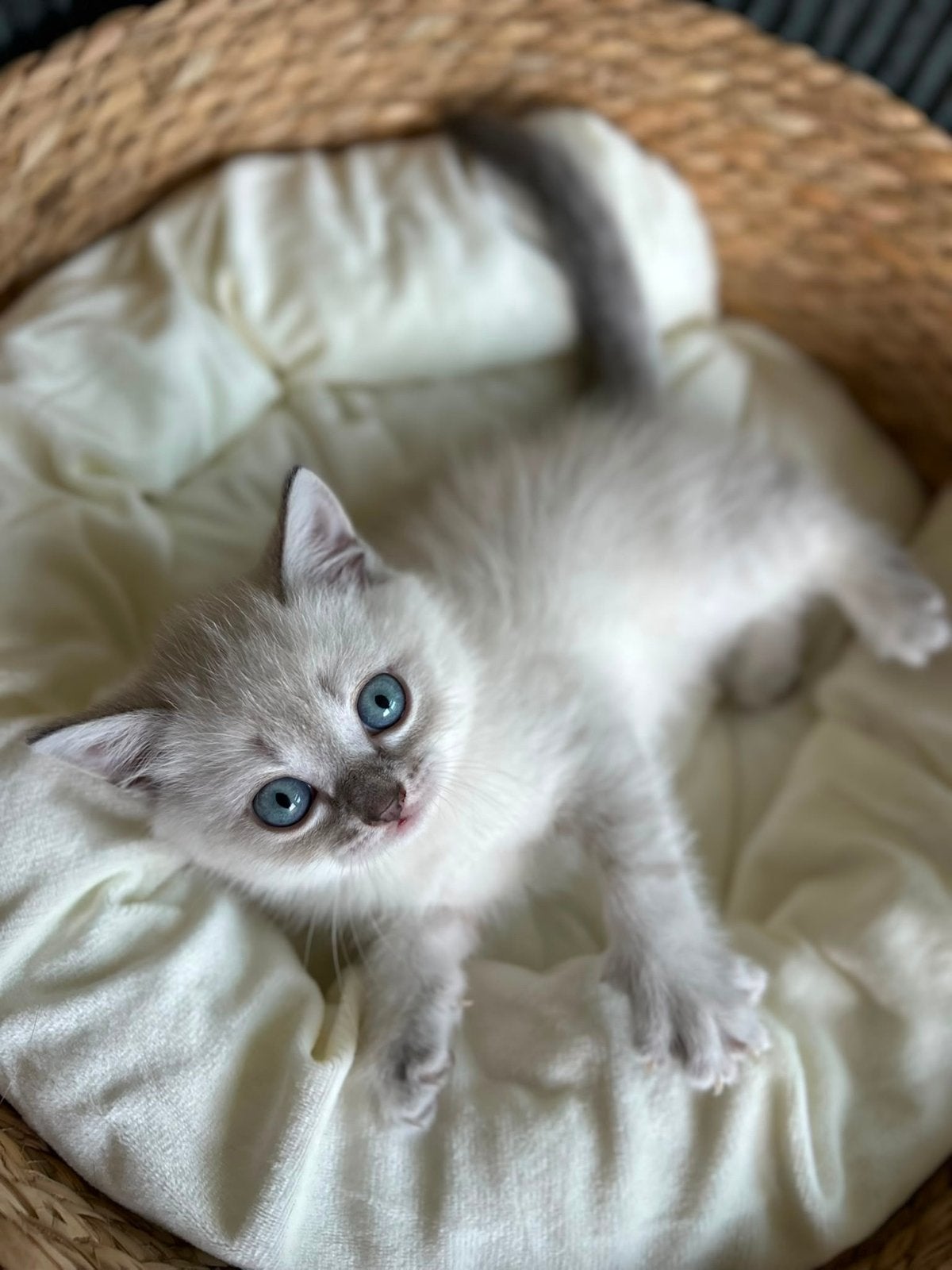 Britse Korthaar kittens zoeken een liefdevol thuis, Meerdere dieren