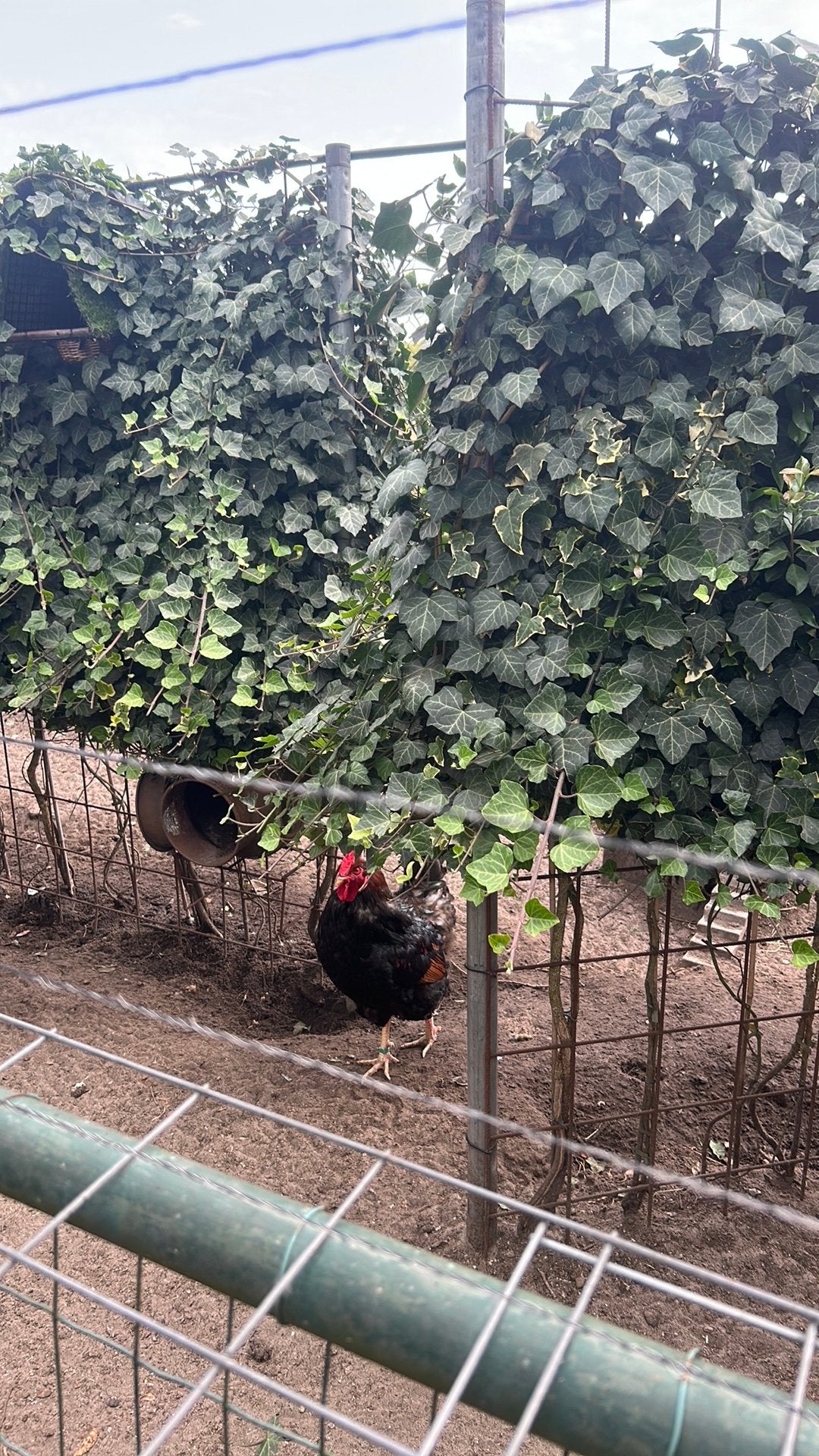 Barnevelder, Meerdere dieren, Kip