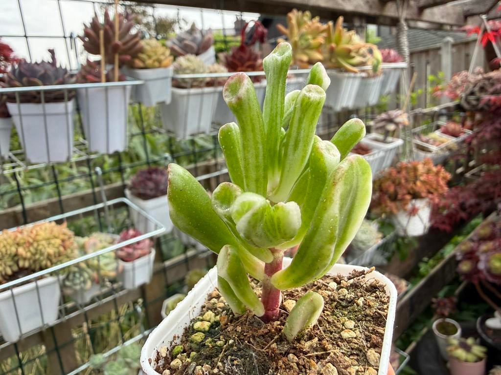 Crassula oblique 'Gollum'Variegated/pot 5cm/vetplant/, Ophalen of Verzenden, Halfschaduw, Minder dan 100 cm