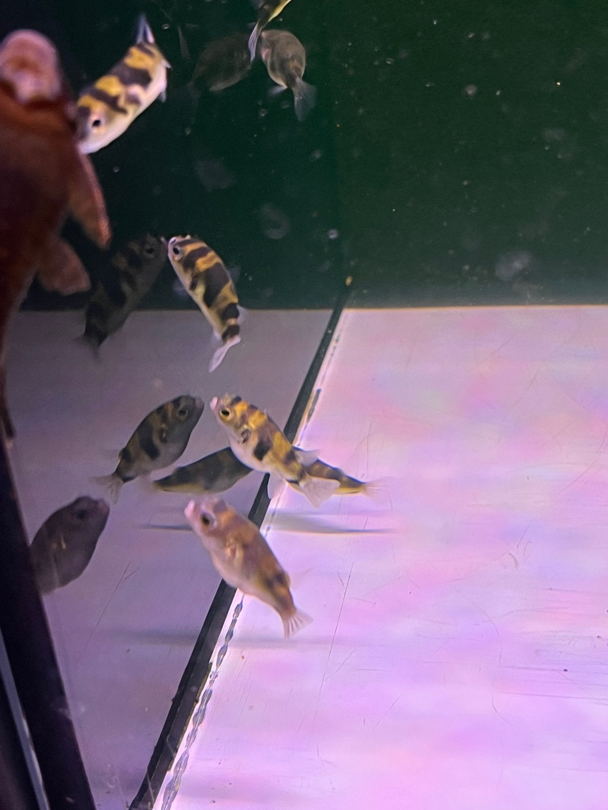 Tetraodon colomesus, Vis