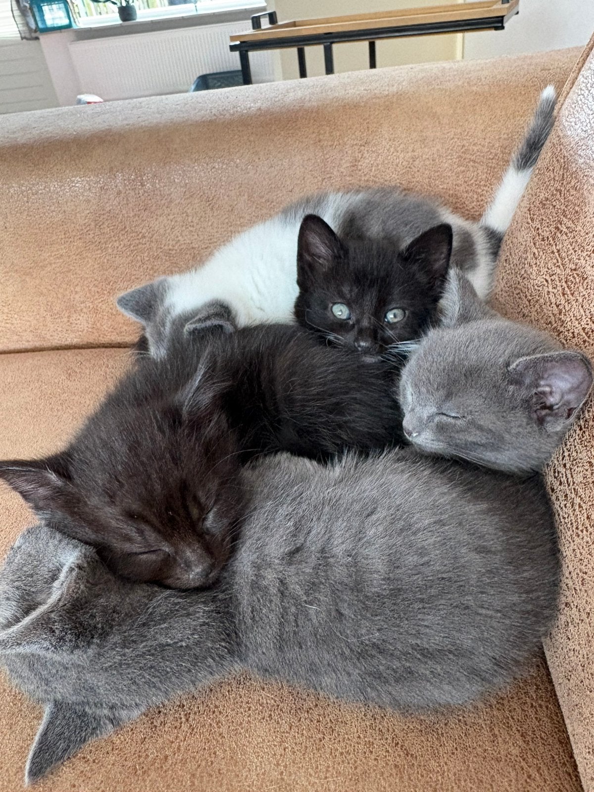 4 Lieve kittens, Dieren en Toebehoren, Meerdere dieren