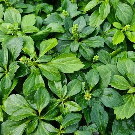 12x pachysandra terminalis, dikkemanskruid, p9 pot, Ophalen, Lente, Vaste plant, Bodembedekkers