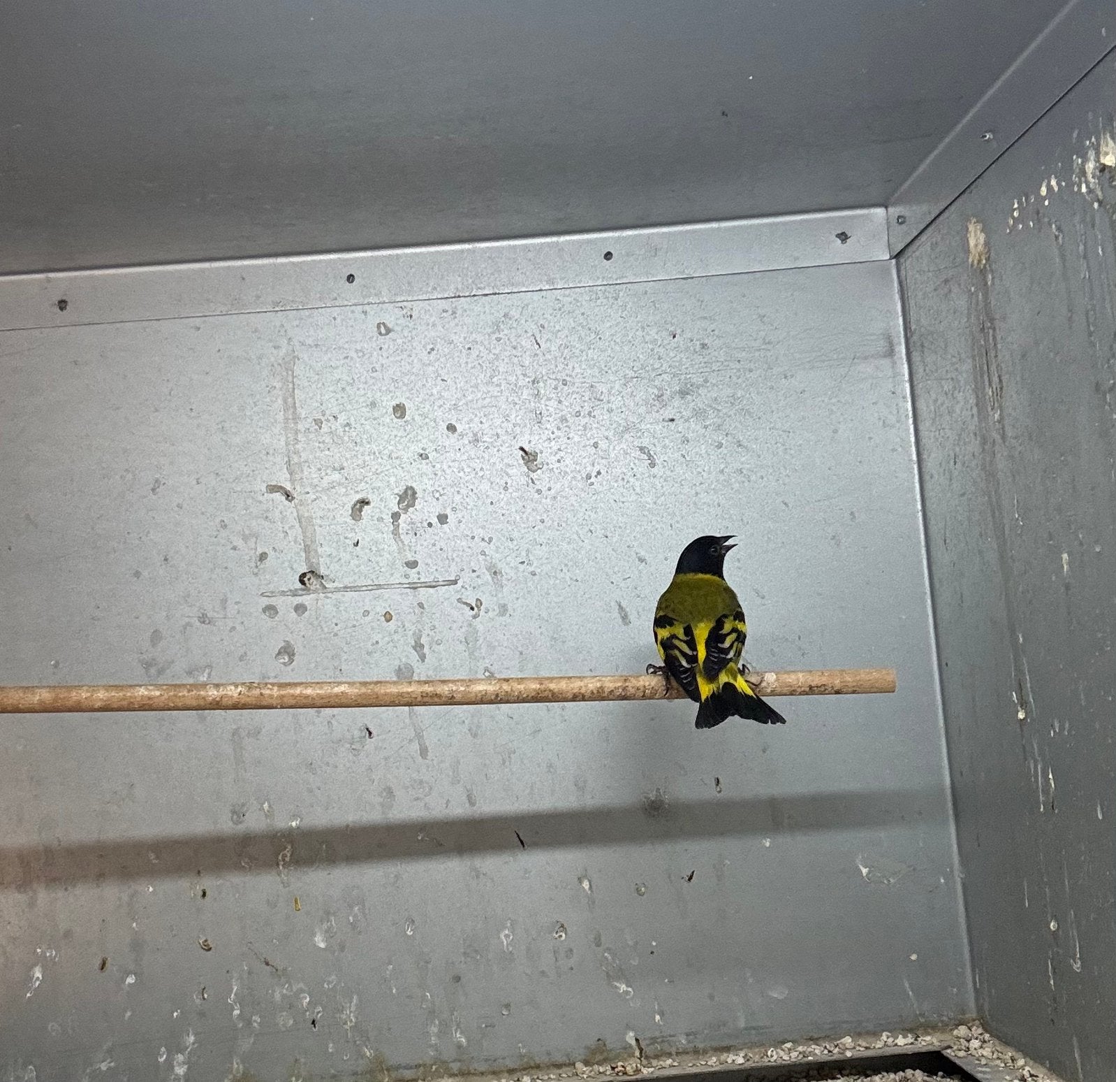 Zwarkopsijs 1-0, Dieren en Toebehoren, Vogels | Overige Vogels, Mannelijk