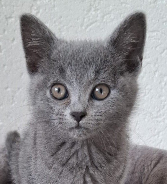 Nog 1 britse korthaar kitten blauw Poesje beschikbaar, Meerdere dieren, Ontwormd, 0 tot 2 jaar