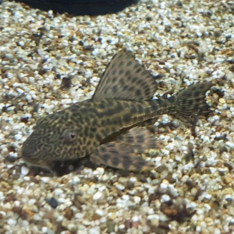Pleco Algeneters, Vis, Zoetwatervis