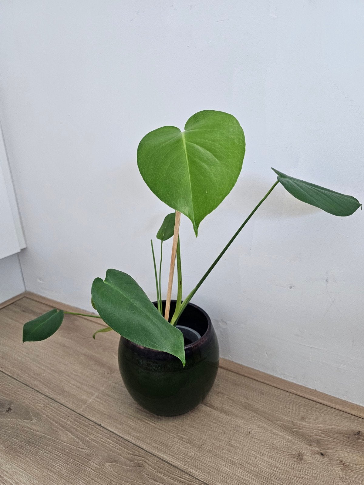 Monstera deliciosa plant met extra mooie pot, Ophalen