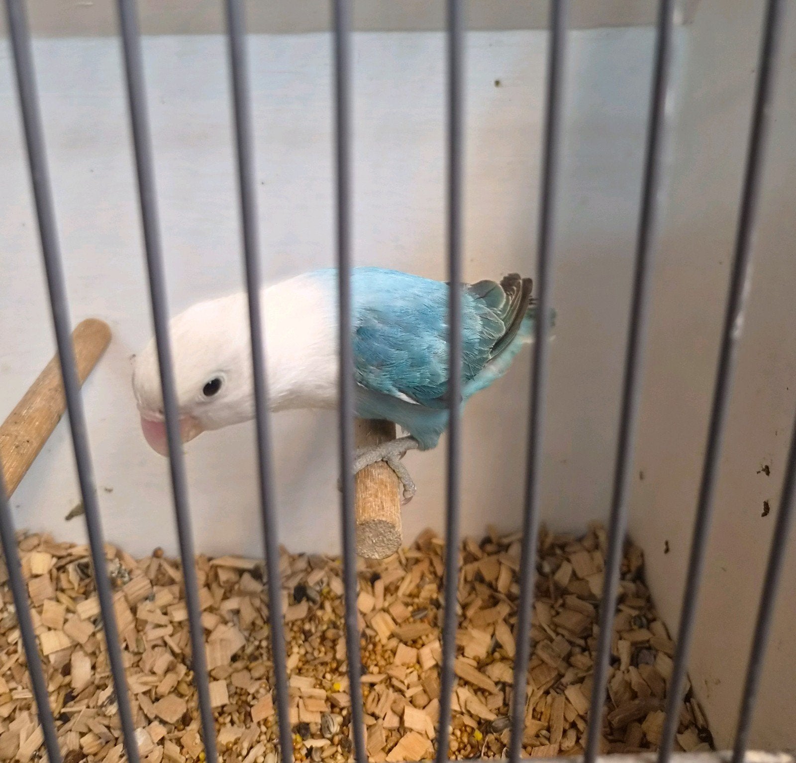 opaline blauw