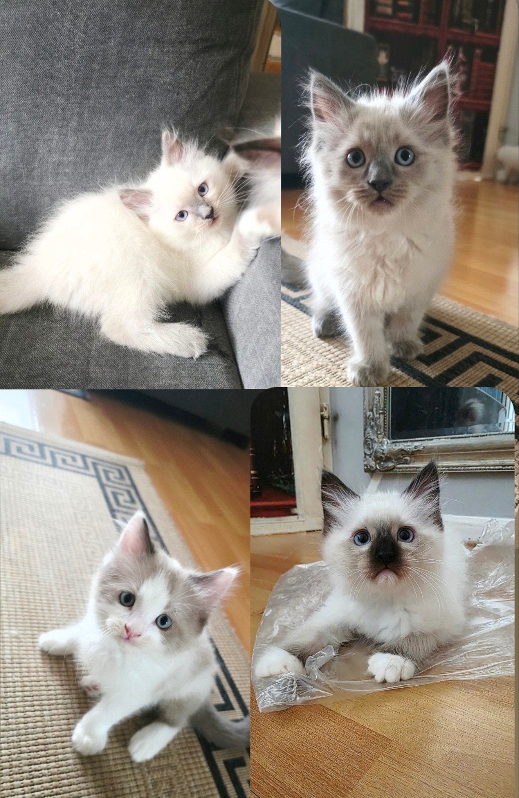 Ragdoll kittens mogen verhuizen, Meerdere dieren, Ontwormd