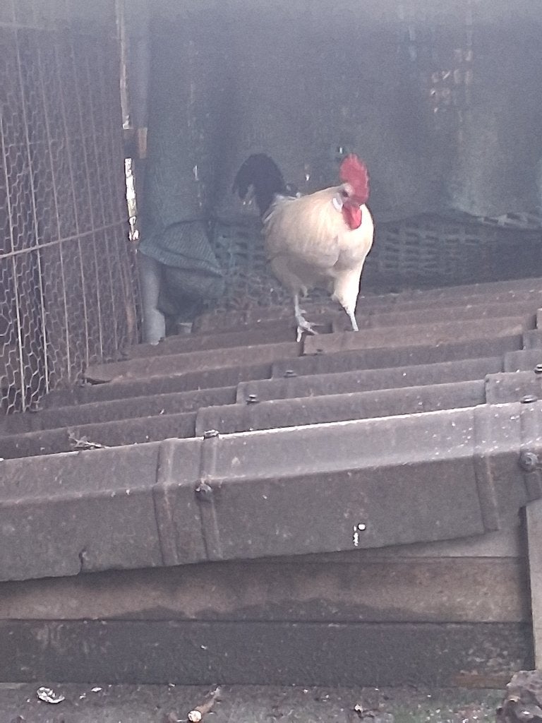 Haan, Dieren en Toebehoren, Mannelijk, Kip