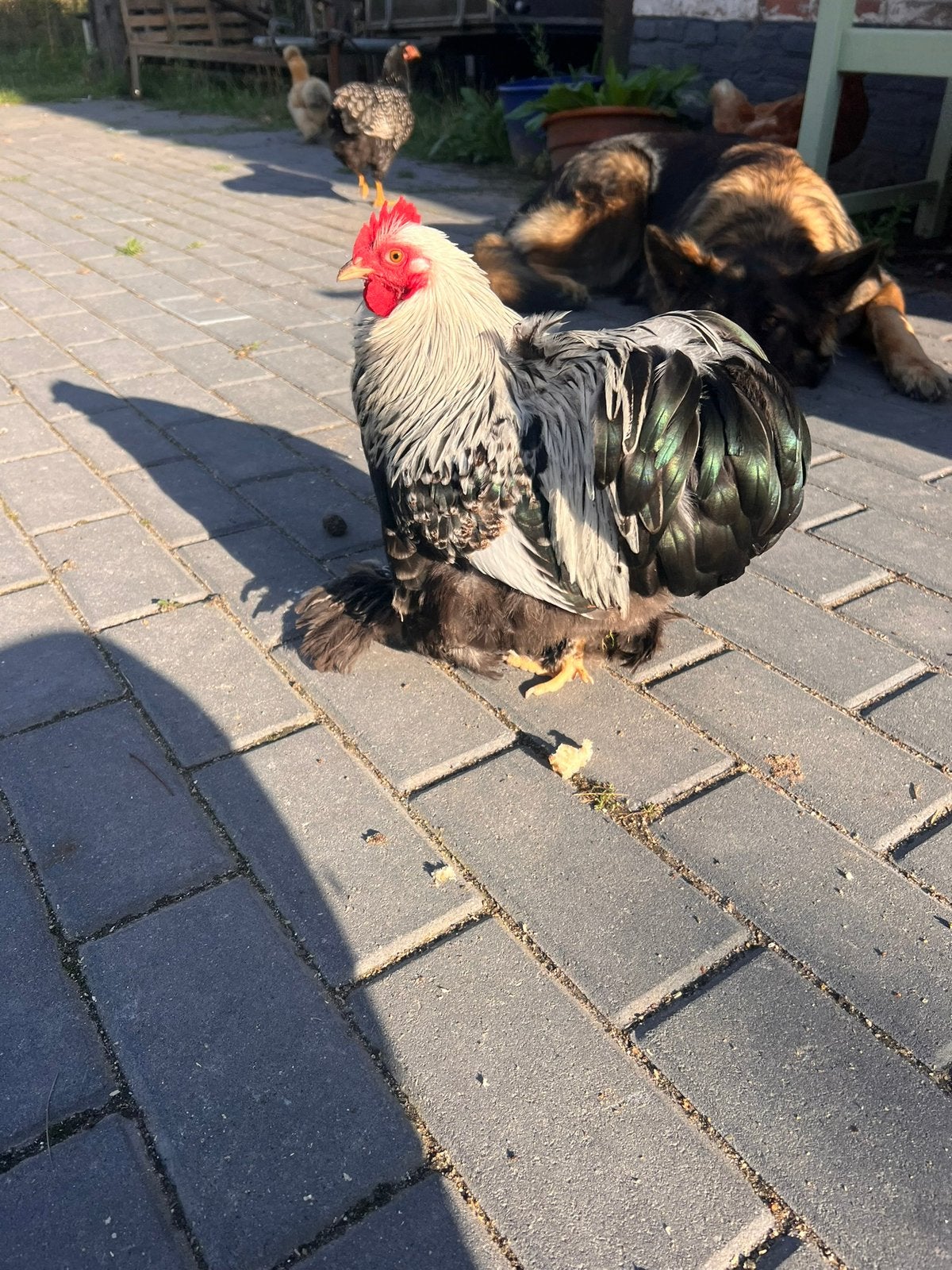 Cochin kriel haan met eventueel nog een hen en zijdehoenhaan, Dieren en Toebehoren, Mannelijk, Kip