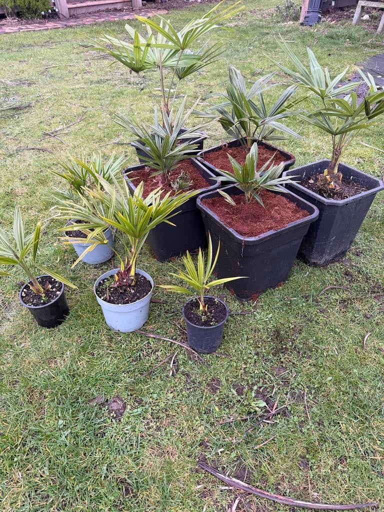 Palmen, musa basjoo, bananenplant, Volle zon, Vaste plant, Bloeit niet, Ophalen