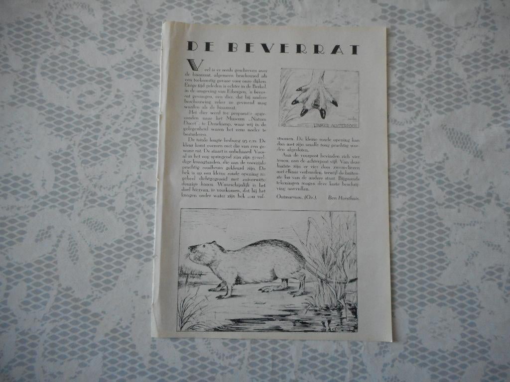 De Beverrat. 1940., Ophalen of Verzenden, 1940 tot 1960, Nederland, Knipsel(s)