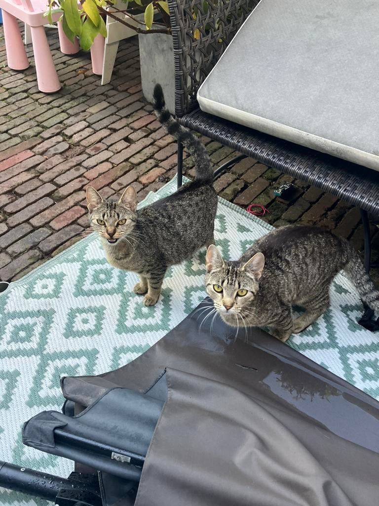 Boerderijkatten, Dieren en Toebehoren, Katten en Kittens | Overige Katten, Poes, Kortharig, 0 tot 2 jaar