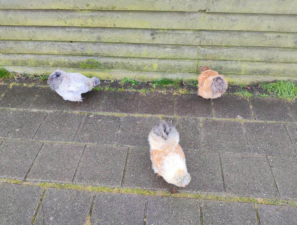 3 Broertjes USA zijde hoenders (eventueel met hennetjes), Meerdere dieren, Kip
