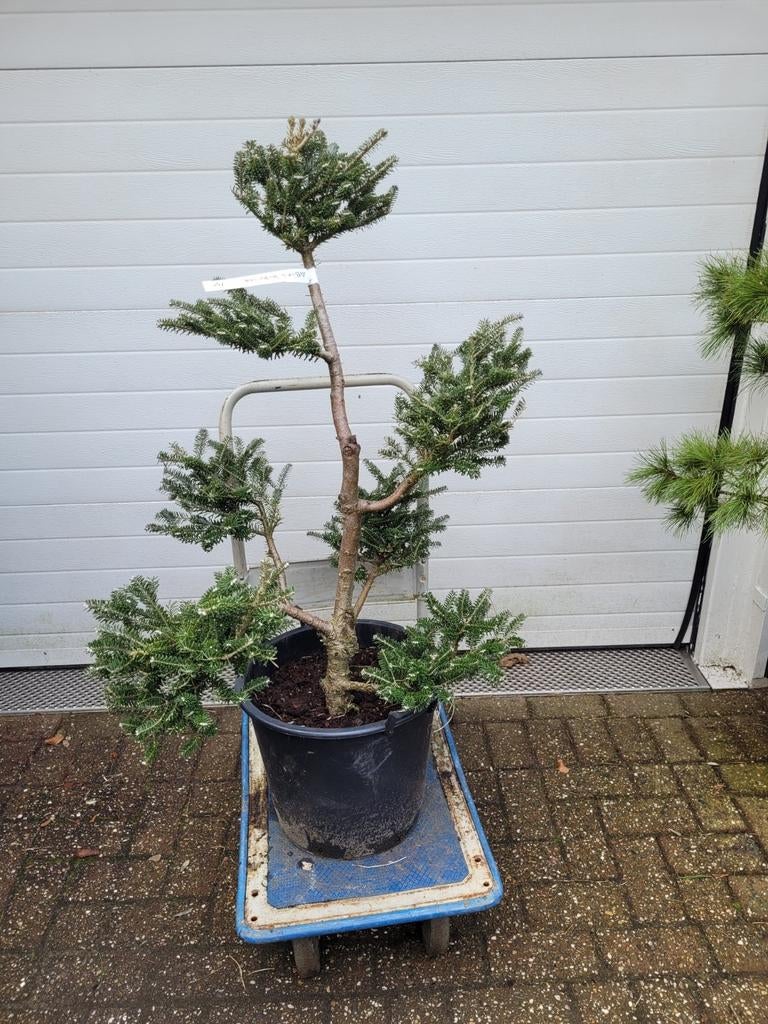 Abies Koreana Vormsnoei - Koreaanse Zilverspar, Tuin en Terras, Planten | Bomen, Bloeit niet, Overige soorten, 100 tot 250 cm