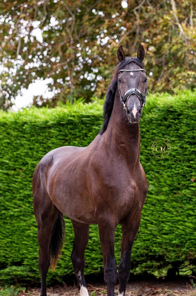 Stalmedewerker/Ruiter (allround medewerker) gezocht!, Diensten en Vakmensen, Dieren | Paarden | Verzorging, Oppas en Les