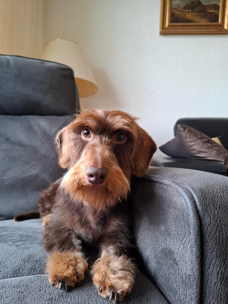 Staat ter dekking ruwhaar dwergteckel choco tan, Dieren en Toebehoren, Parvo, Reu, Dwerg, Eén hond