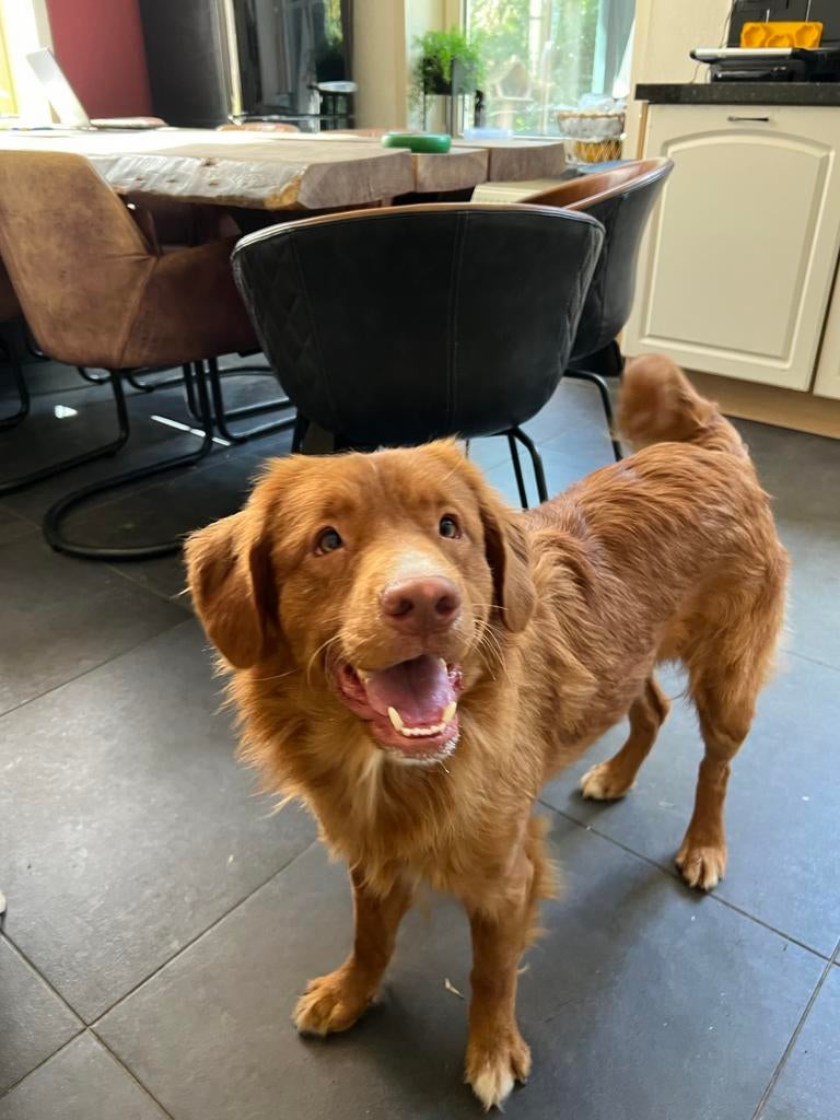 Nova scotia duck tolling retriever dekreu Toller, Particulier, Reu, Buitenland, Parvo