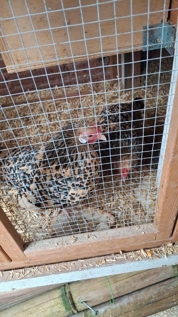 Te koop toompje krielkippen seramahaan met 2 javakrielhennen, Dieren en Toebehoren, Pluimvee, Meerdere dieren, Kip