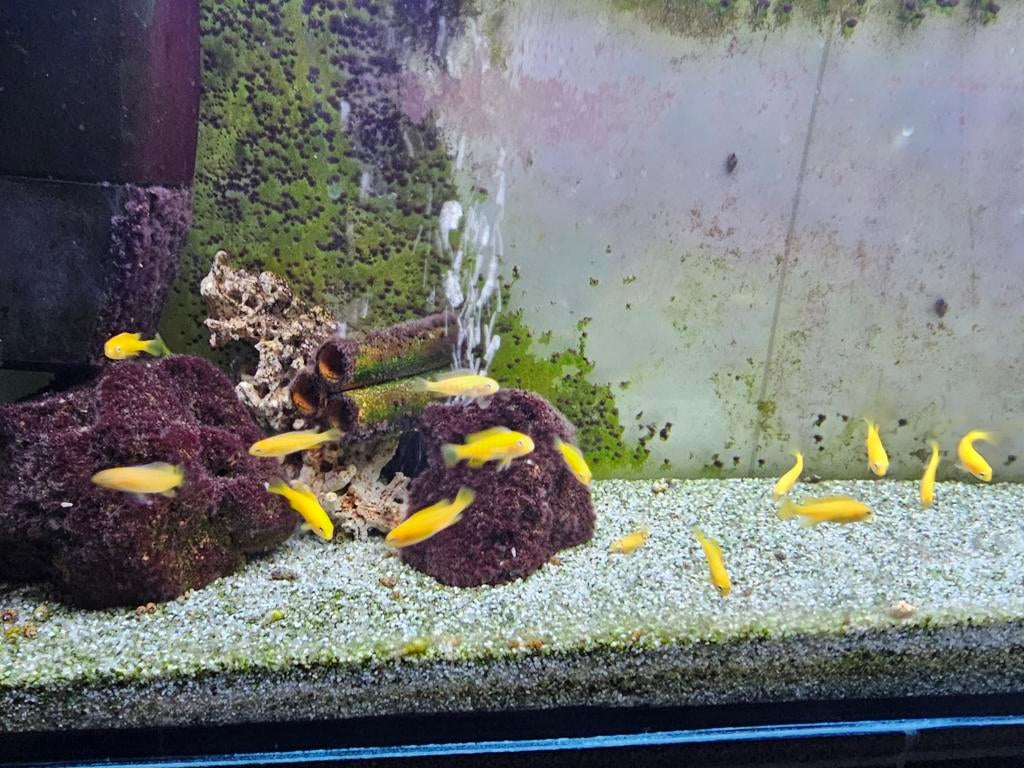 Malawi Cichliden Saulosi