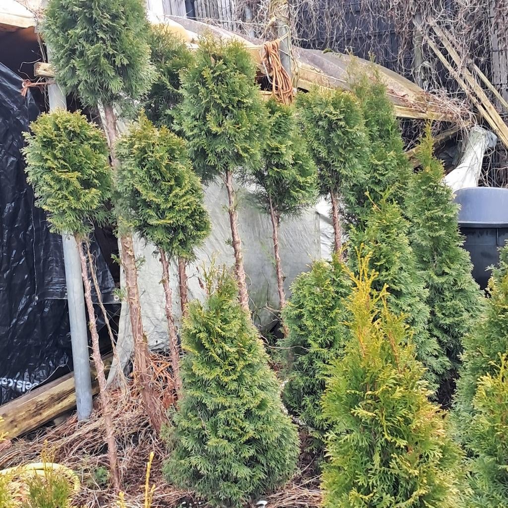 bol conifeer, Tuin en Terras, Planten | Bomen, Bloeit niet, Halfschaduw, 100 tot 250 cm, Overige soorten