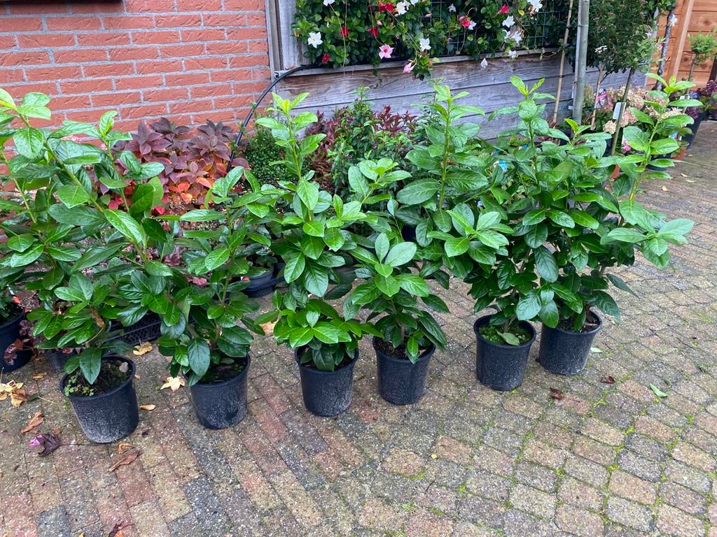 Laurier-Portugese Laurier -Ligustrum, Tuin en Terras, Planten | Struiken en Hagen, Ophalen, Laurier, Minder dan 100 cm