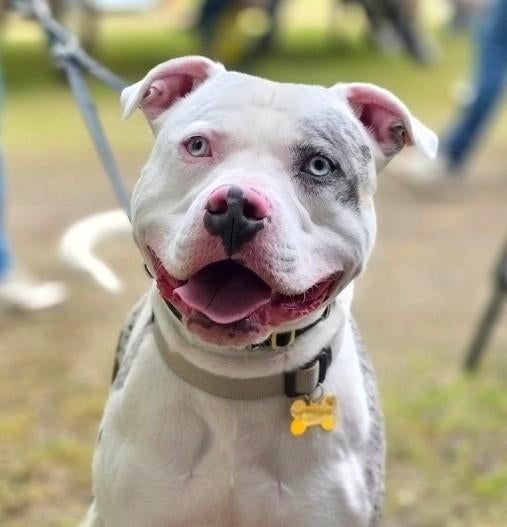 Pitbull als DEKREU aangeboden !, Dieren en Toebehoren, Parvo, Reu, 1 tot 2 jaar, Eén hond