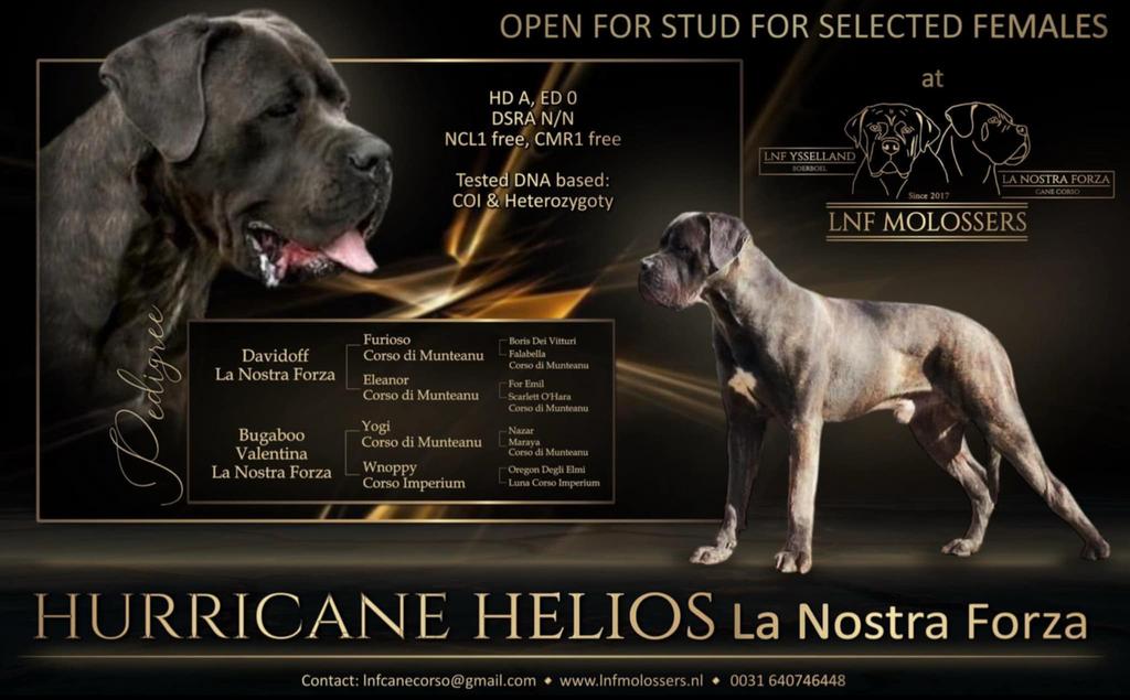 Cane corso dekreu met stamboom HD/A ED/0 DSRA Vrij, Reu, Parvo, Eén hond, 3 tot 5 jaar