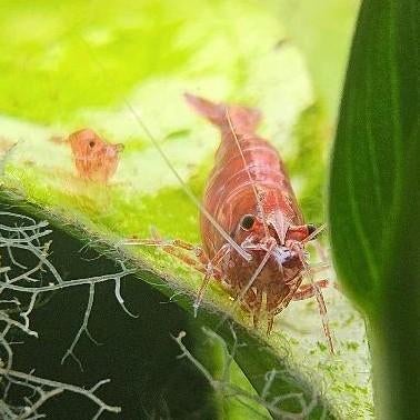 Vuurgarnalen Red Cherry – Dieprood & Gezond, Dieren en Toebehoren, Vissen | Aquariumvissen, Kreeft, Krab of Garnaal, Zoetwatervis