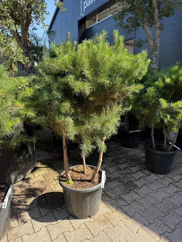 Pinus sylvestris 3 stam (meerstammige Pinus ) te koop!, Tuin en Terras, In pot, Bloeit niet, Halfschaduw, Minder dan 100 cm