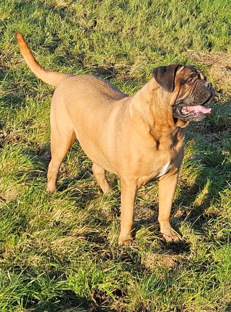 GEZOCHT: Bordeauxdog X Bullmastiff pup, Parvo, 8 tot 15 weken, Geslacht onbekend, Groot