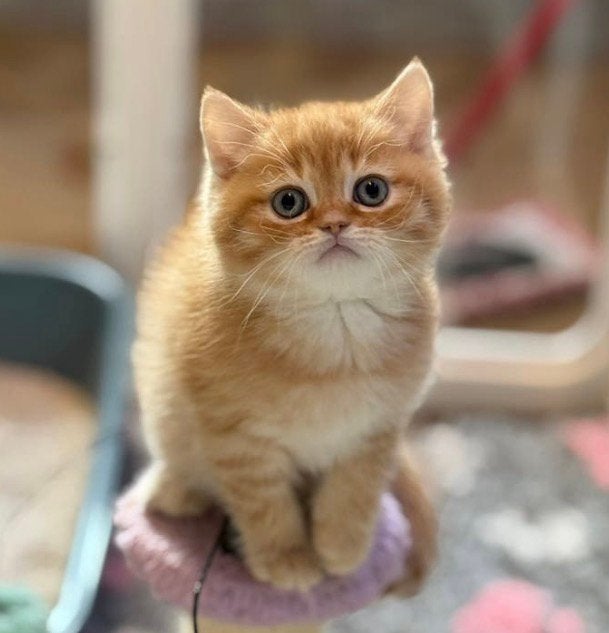 Britse korthaar kitten, Kater, Ontwormd, 0 tot 2 jaar