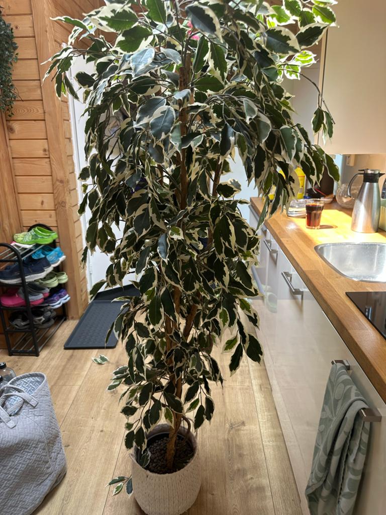 Grote kunst Ficus Benjamina 'Starlight' - Kamerplant, Huis en Inrichting, Ophalen, Ficus, Halfschaduw, In pot
