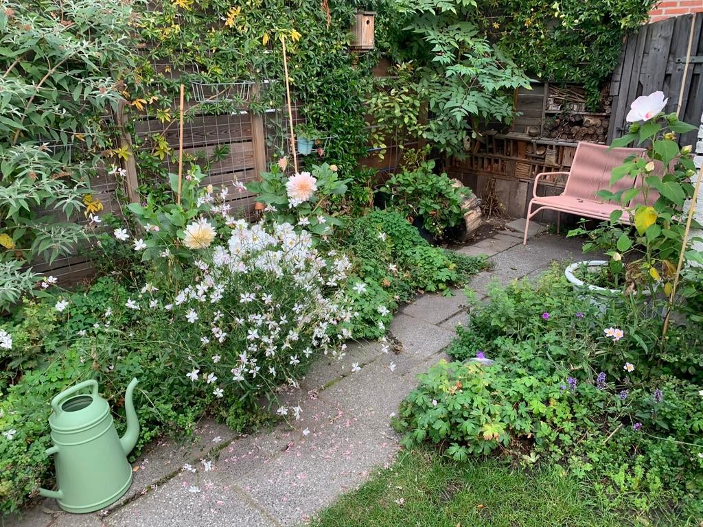 Tuin hulp en advies regio Breda aangeboden, Tuin en Terras, Planten | Bomen, Ophalen of Verzenden, Zomer, Volle zon, Overige soorten