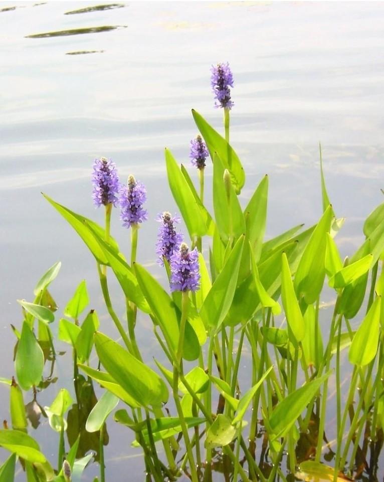 Vijverplanten Snoekkruid ( Pontaderia cordata)mand 23 x 23 !, Ophalen, Nieuw