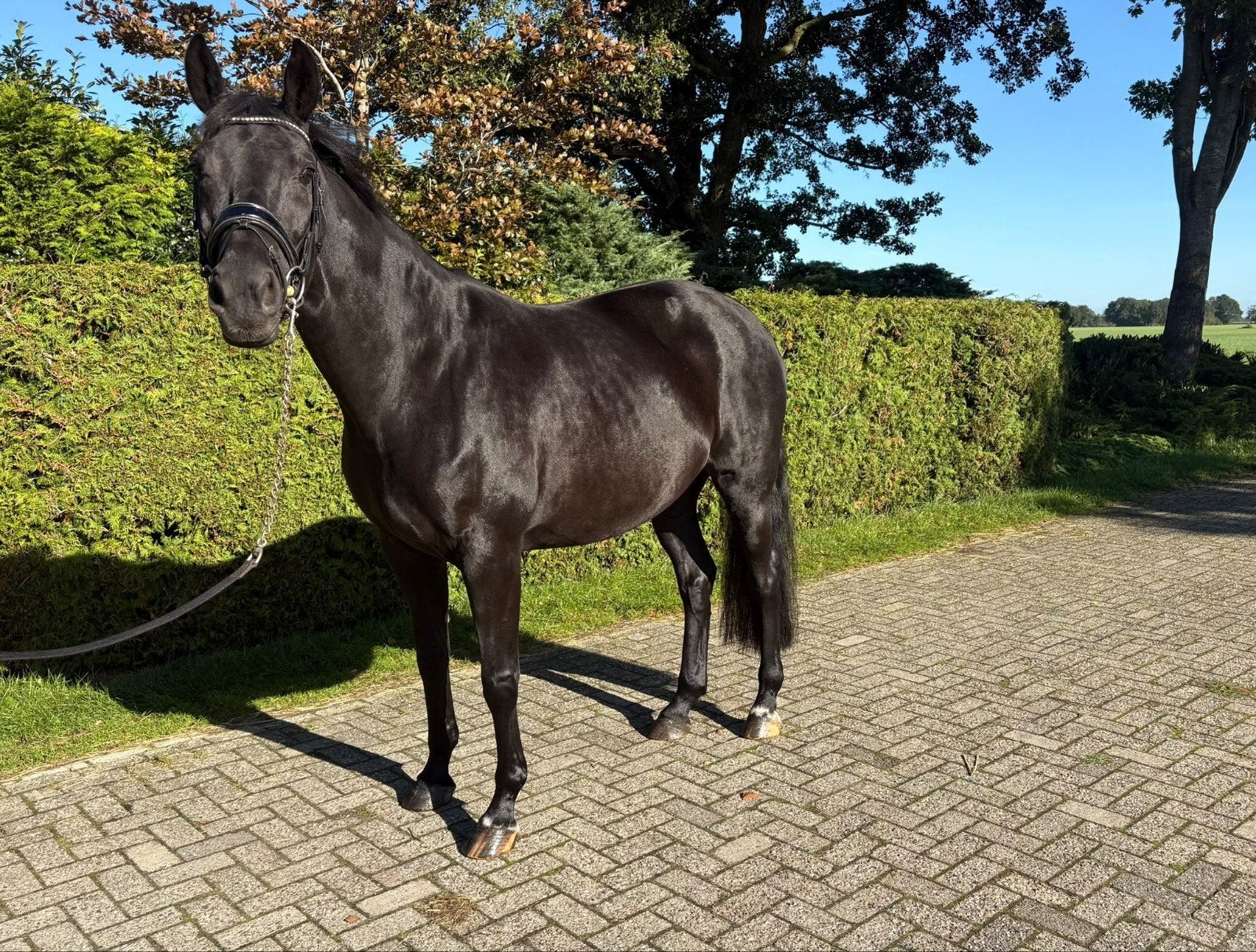 betrouwbare 10 jarige merrie, Dante weltino x Ronaldo, Dieren en Toebehoren, Merrie, Met stamboom, L, 7 tot 10 jaar