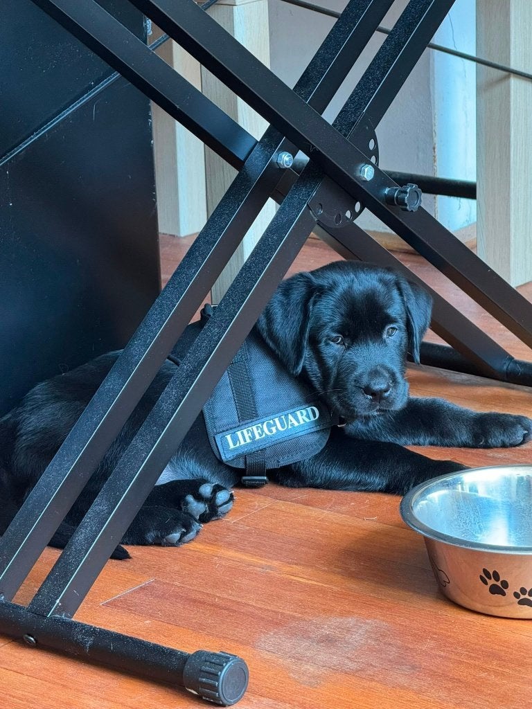 Labrador retriever pup 2 months old, Parvo, Reu, 8 tot 15 weken, Labrador retriever