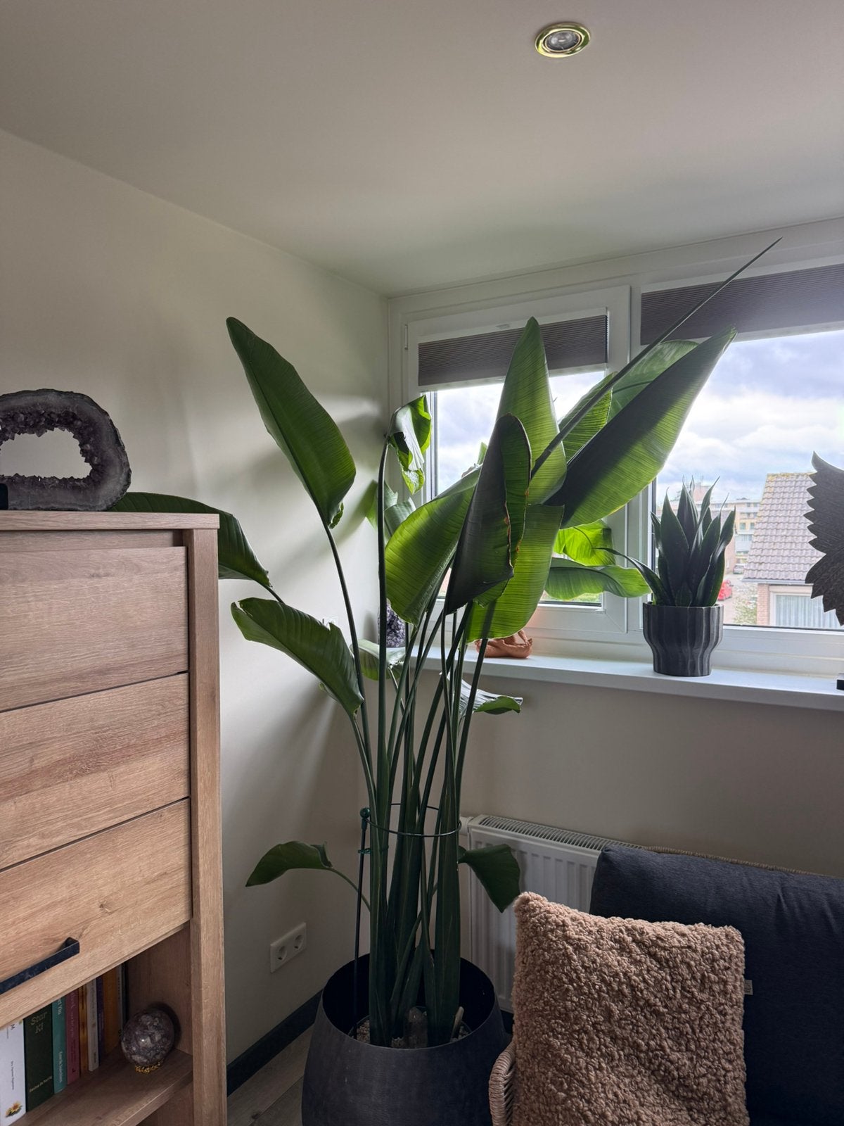 Strelitzia nicolai op hydrocultuur, Huis en Inrichting, Ophalen, 200 cm of meer, Overige soorten, Volle zon