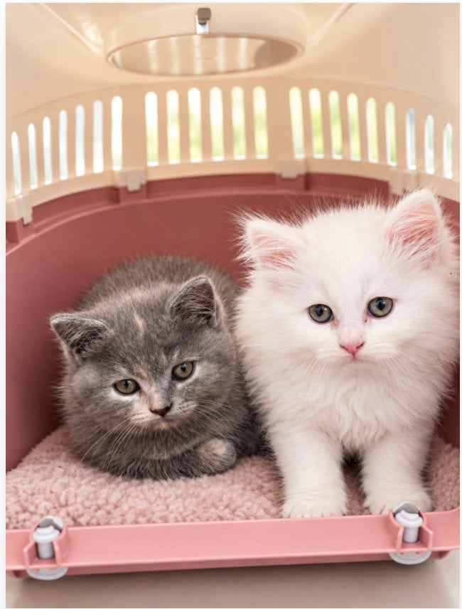 Briste langehaar -kortehaar kittens (1 meisje 1 jongen), Dieren en Toebehoren, Meerdere dieren, Ontwormd, 0 tot 2 jaar