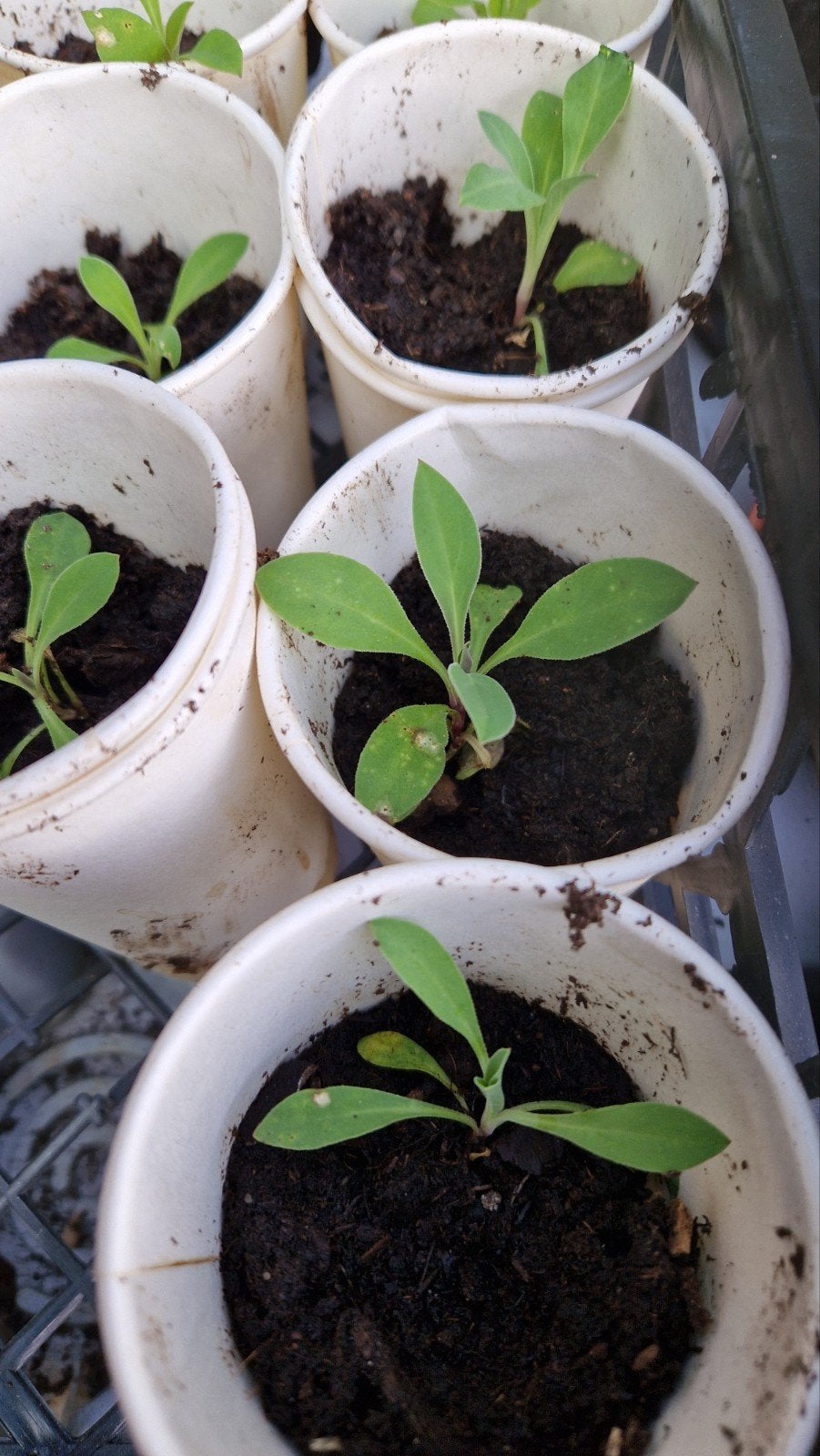 Blaassilene gratis ophalen Hilversum noord, Tuin en Terras, Vaste plant, Halfschaduw, Zomer, Ophalen
