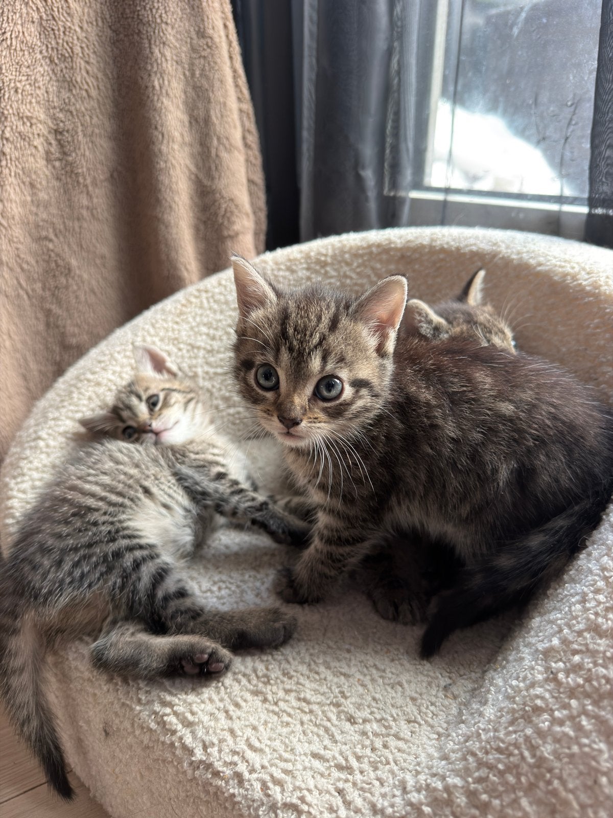3 mooie kittens, Meerdere dieren